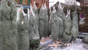 sbaum - Christbaum